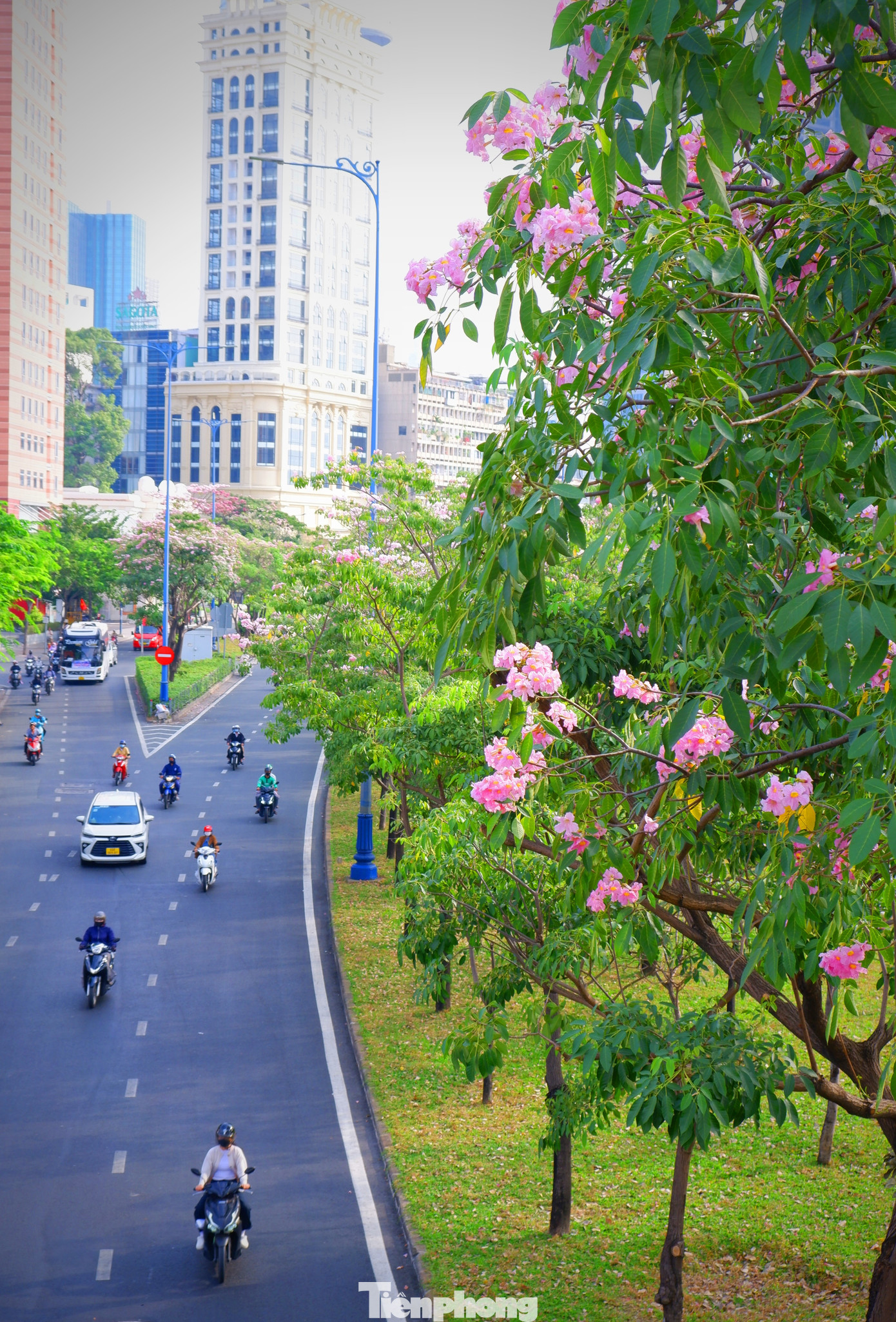 Phố phường TPHCM càng thêm rực rỡ khi vào mùa hoa kèn hồng.