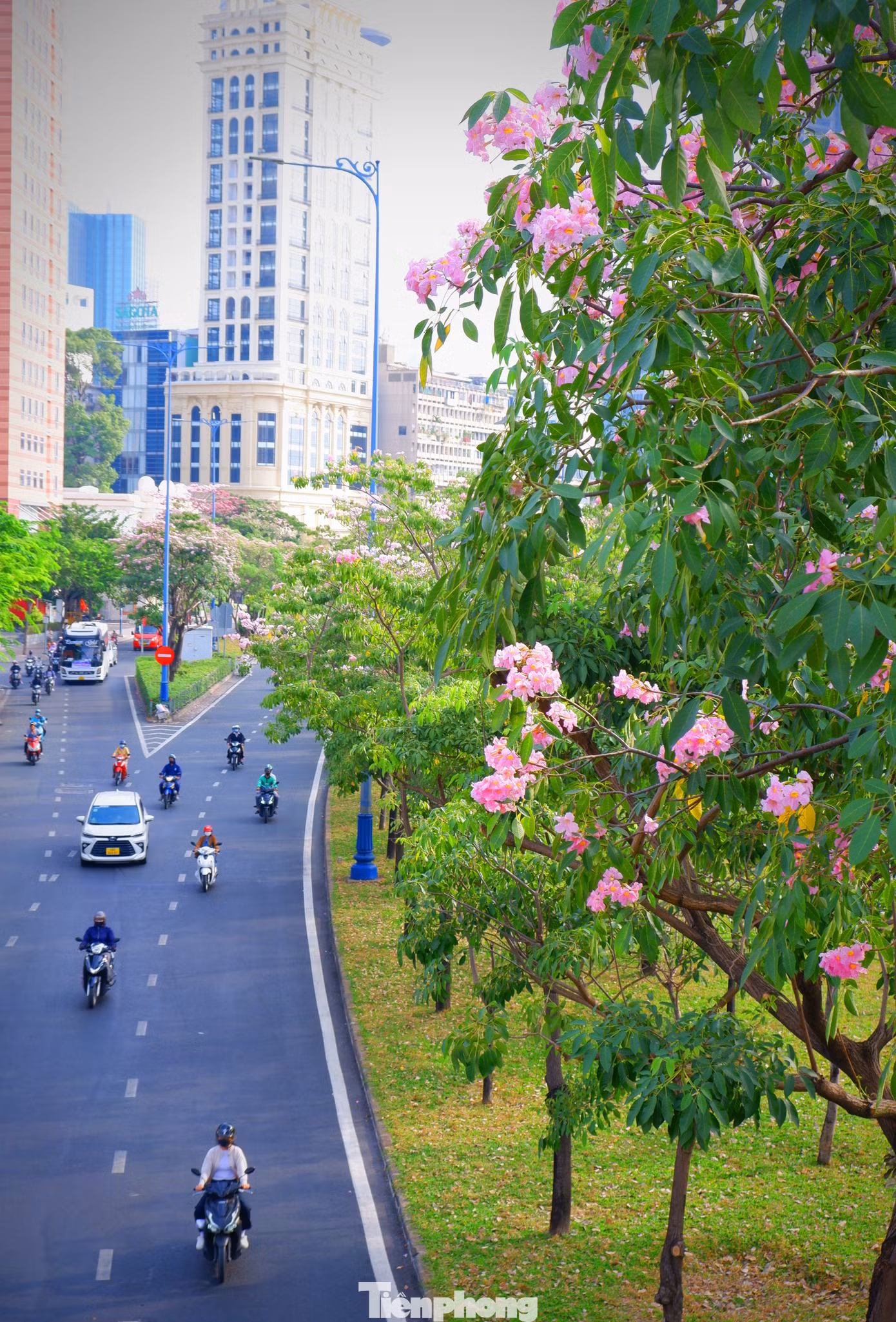 Phố phường TPHCM càng thêm rực rỡ khi vào mùa hoa kèn hồng.