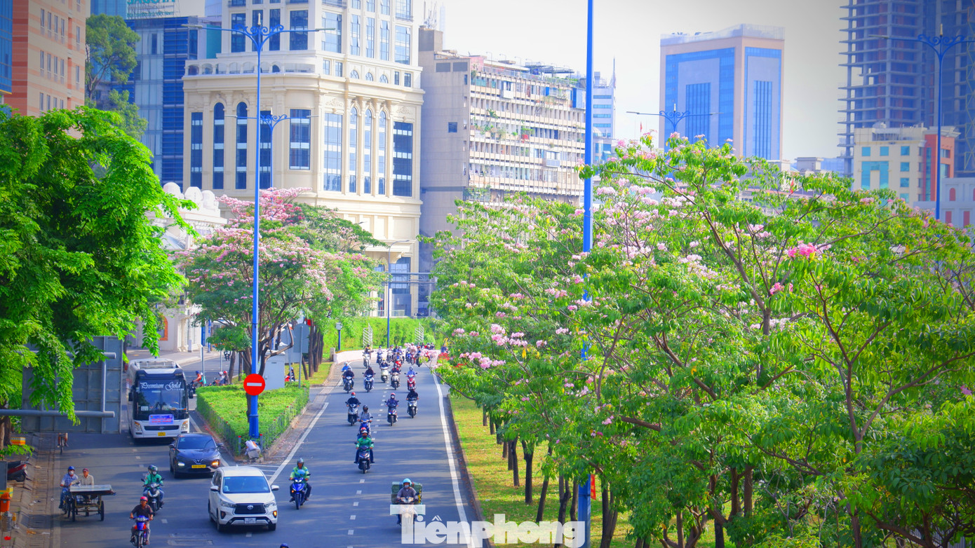 Hàng cây hoa kèn hồng ở đường Võ Văn Kiệt (đoạn gần hầm vượt sông Sài Gòn) đang nở hoa, dù màu sắc không quá sặc sỡ nhưng cũng đủ thu hút ánh nhìn của nhiều người.