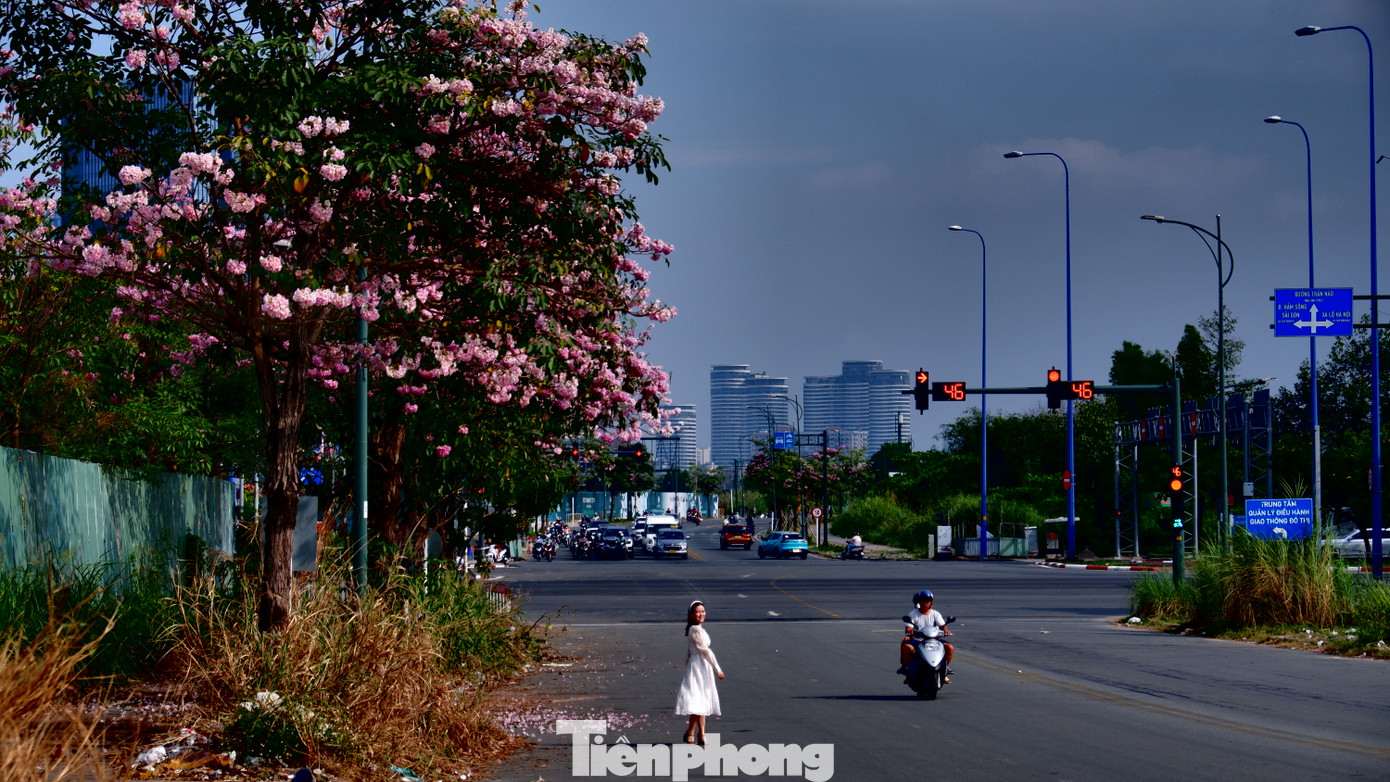Tại đường Tố Hữu (khu đô thị Thủ Thiêm, TP. Thủ Đức), hàng cây kèn hồng cũng đã đồng loạt nở hoa.