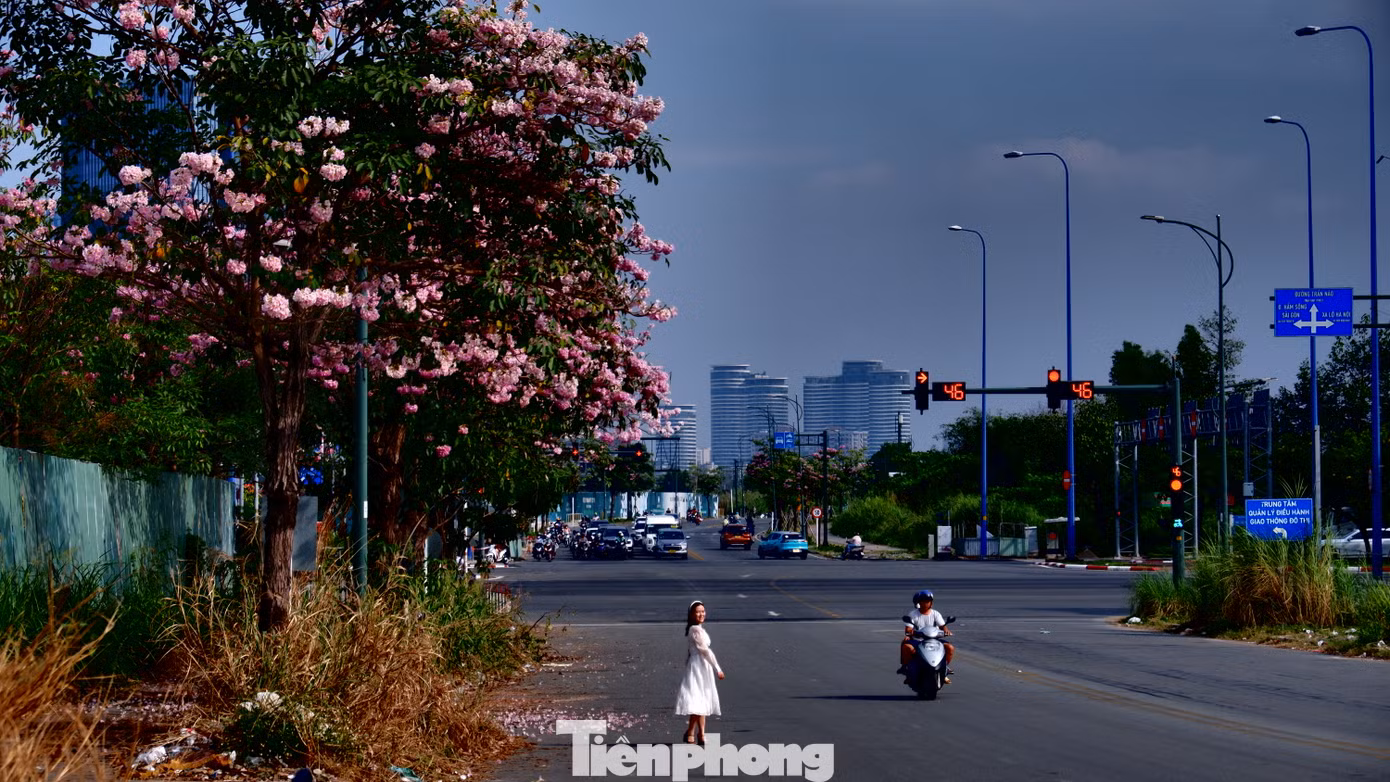 Tại đường Tố Hữu (khu đô thị Thủ Thiêm, TP. Thủ Đức), hàng cây kèn hồng cũng đã đồng loạt nở hoa.