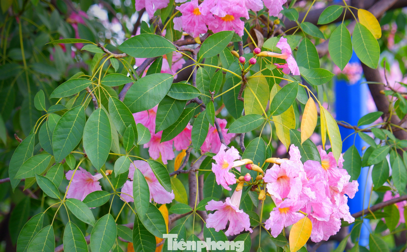 Thông thường khi cây ra hoa, hầu hết lá đều rụng, trên đầu mỗi cành chỉ nhìn thấy những cụm hoa tím hồng. Trong ảnh: Khi hoa nở, lá cây dần ngả vàng và sẽ dần rụng xuống.