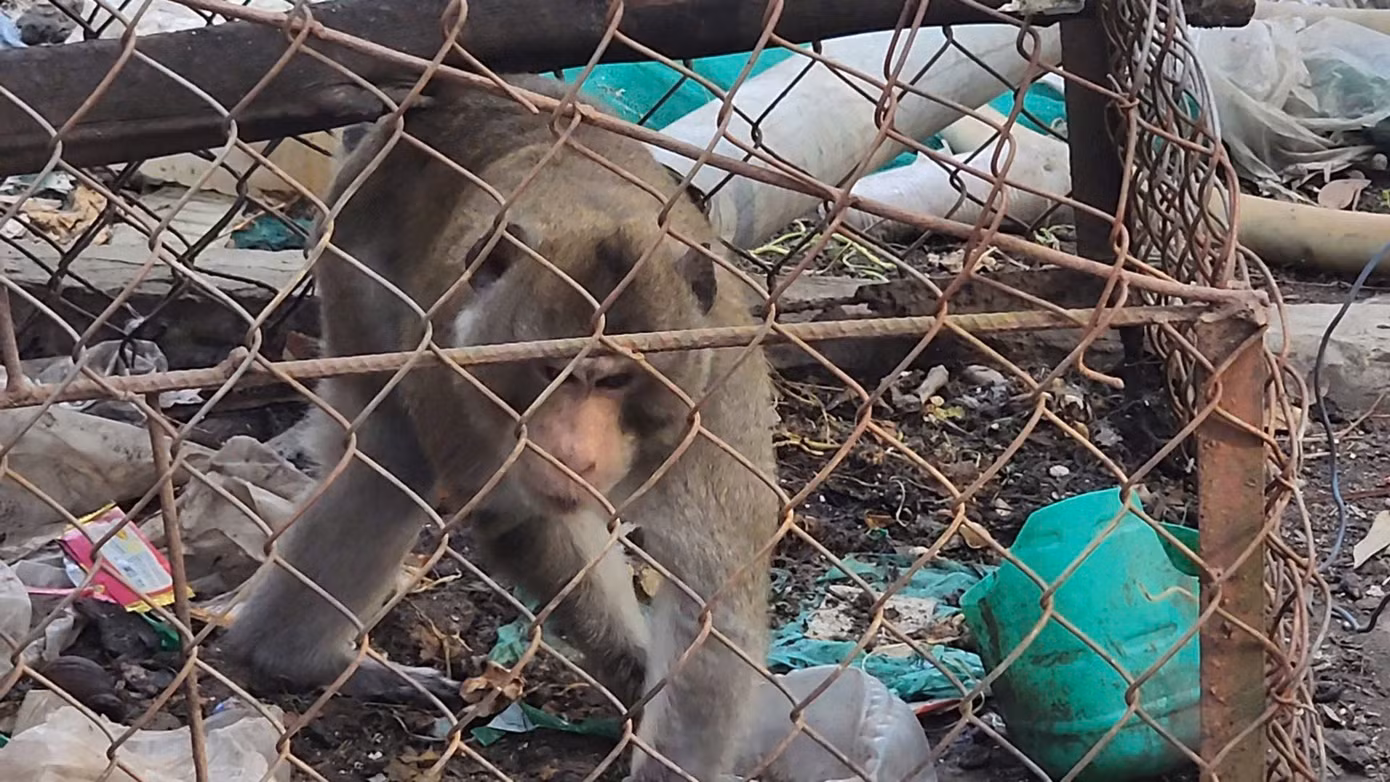 Khỉ đuôi dài có tên khoa học là Macaca fascicularis, thuộc nhóm IIB trong danh mục động vật rừng nguy cấp quý hiếm. Ảnh: A.X Khỉ đuôi dài có tên khoa học là Macaca fascicularis, thuộc nhóm IIB trong danh mục động vật rừng nguy cấp quý hiếm. Ảnh: A.X