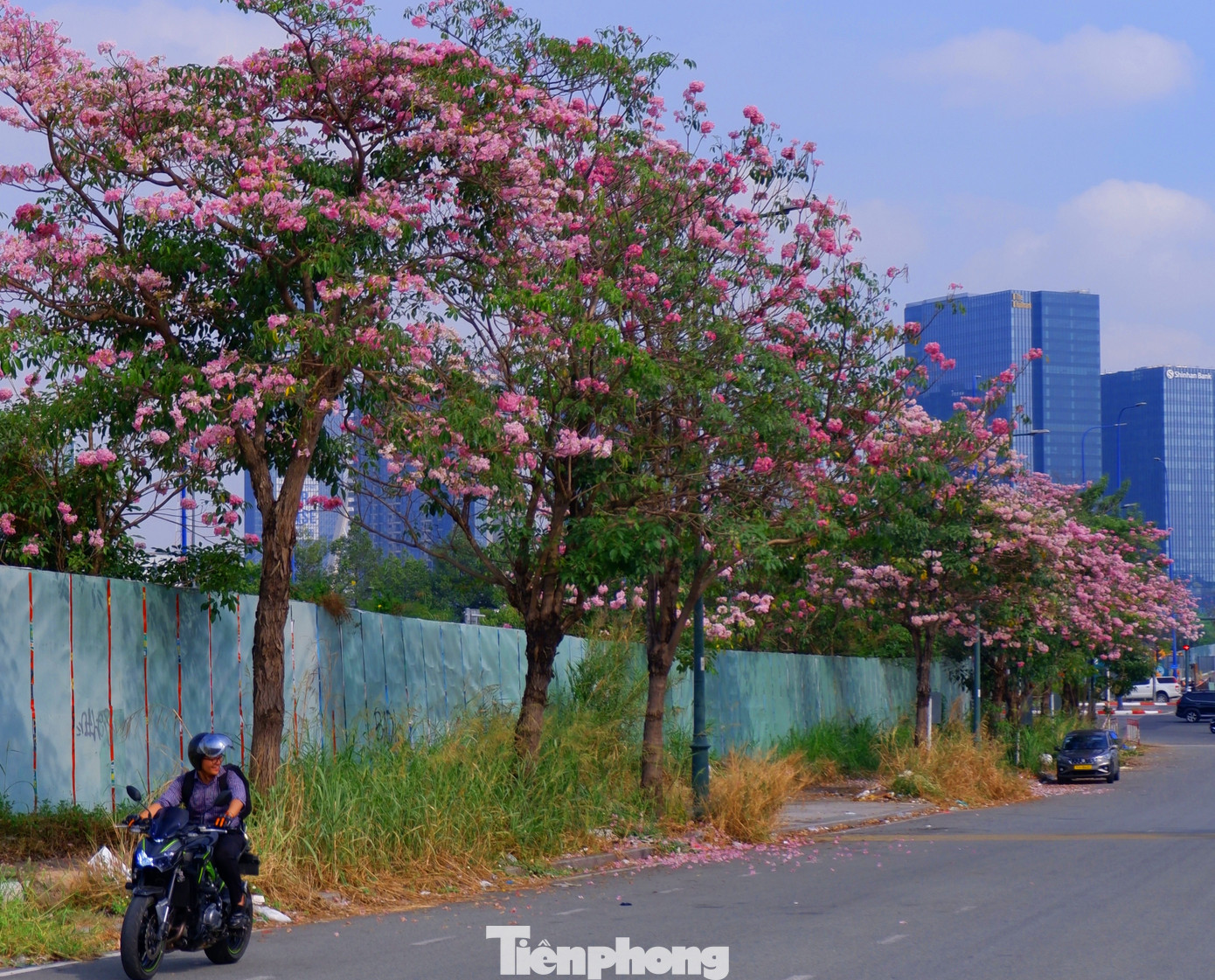 Nhiều bạn trẻ tranh thủ chụp hình bên những cây hoa kèn hồng đang khoe sắc rực rỡ.