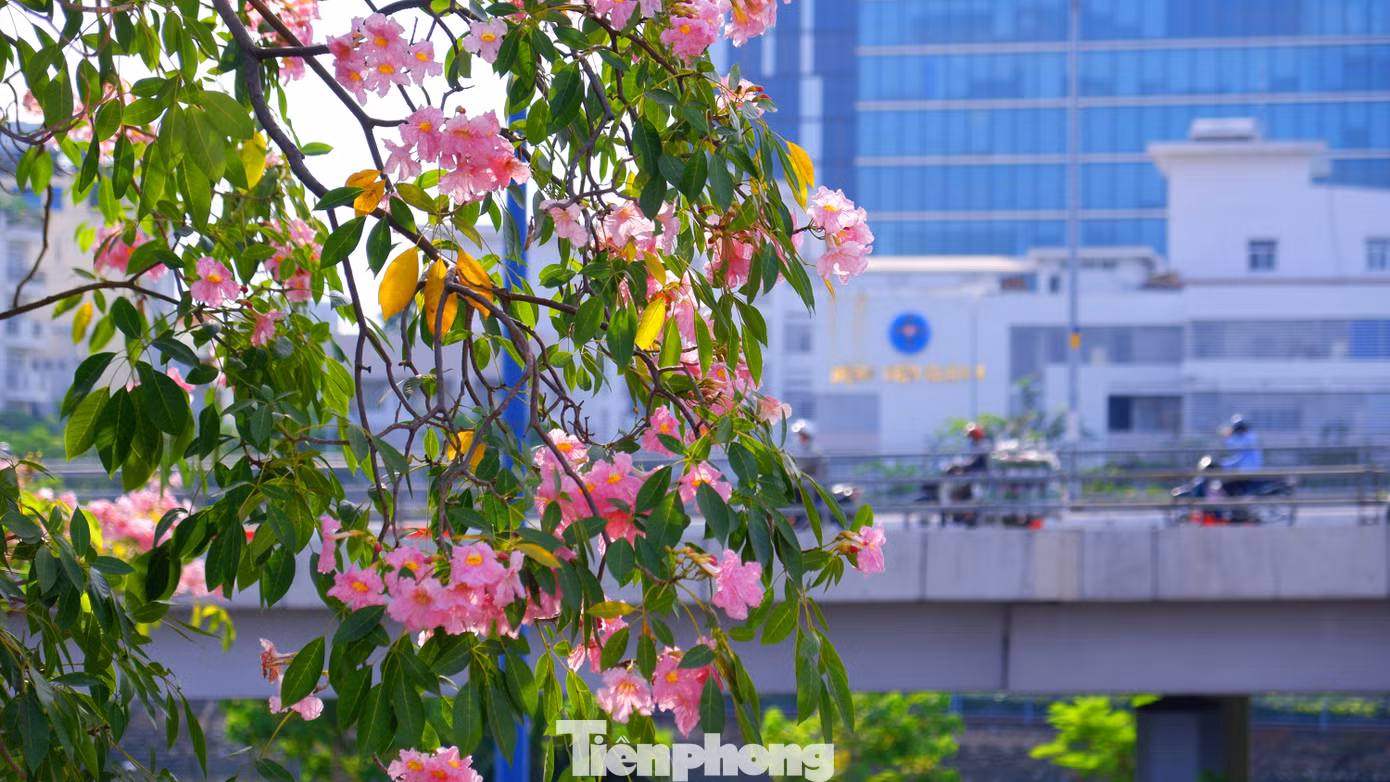 Hằng năm, cứ vào khoảng tháng 3, những cây hoa kèn hồng tại TPHCM lại nở rộ, khoe sắc trên nhiều tuyến đường.