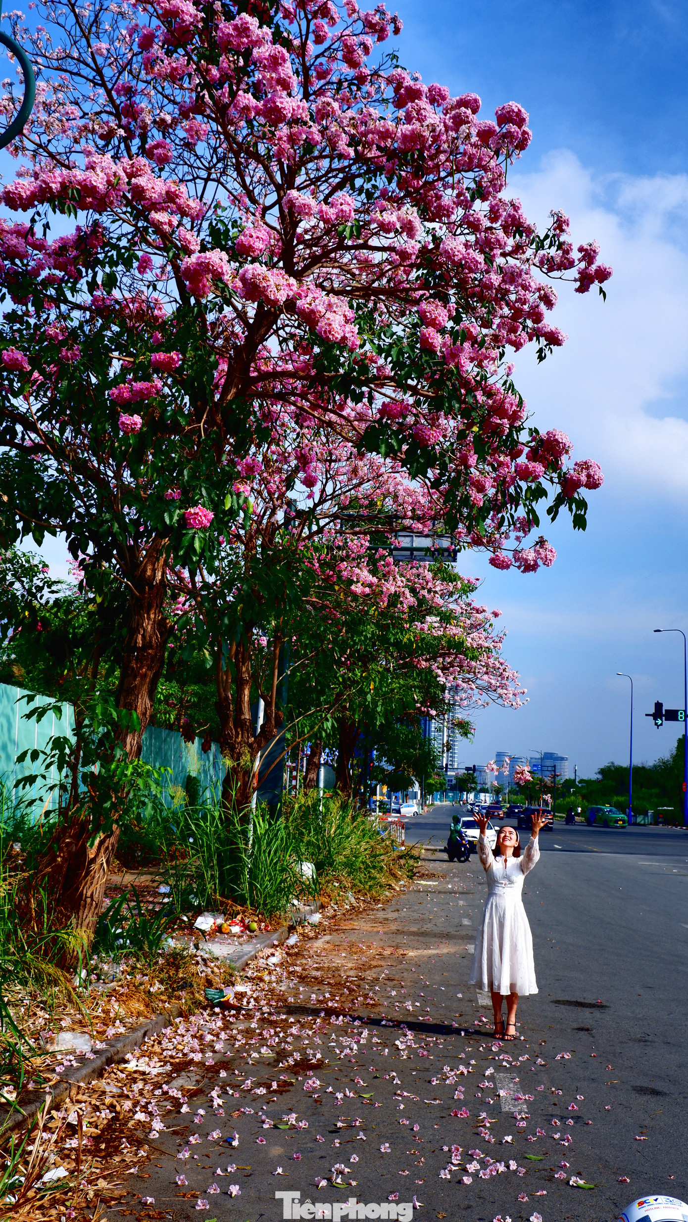 Nơi đây dần là điểm check-in yêu thích của nhiều người khi vào mùa hoa kèn hồng.