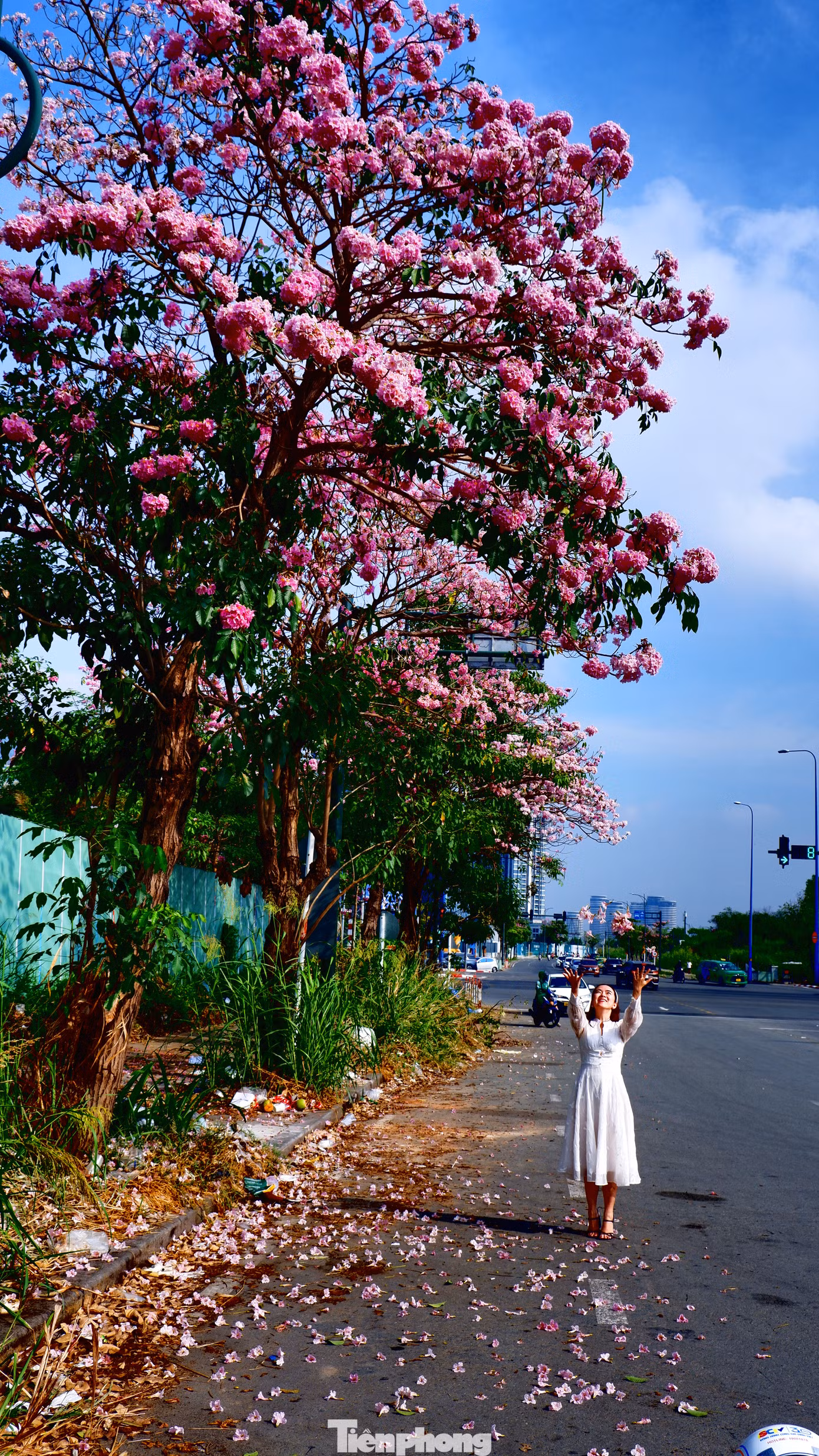 Nơi đây dần là điểm check-in yêu thích của nhiều người khi vào mùa hoa kèn hồng.