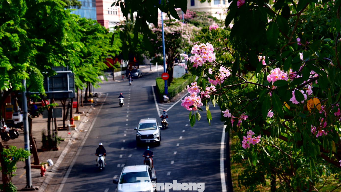 Hoa kèn hồng có nguồn gốc từ châu Mỹ, còn có tên gọi khác là hoa chuông hồng (do gần giống hình chuông và mọc thành chùm từ 4 đến 7 bông). Tại TPHCM, hoa kèn hồng được trồng thử nghiệm từ năm 2009, sau đó được trồng rộng rãi trên nhiều tuyến đường.