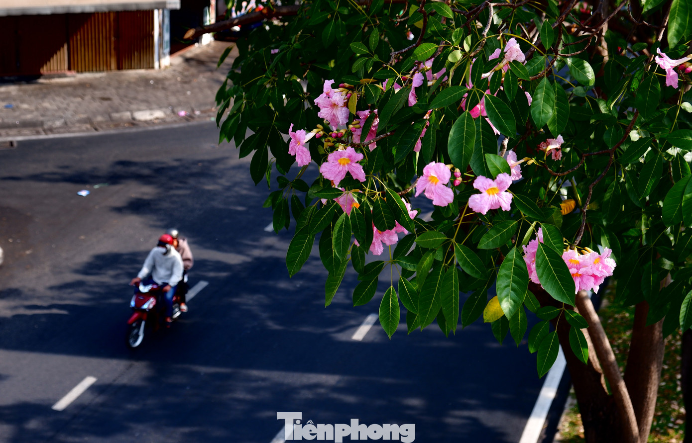 Hoa kèn hồng có nguồn gốc từ châu Mỹ, còn có tên gọi khác là hoa chuông hồng (do gần giống hình chuông và mọc thành chùm từ 4 đến 7 bông). Tại TPHCM, hoa kèn hồng được trồng thử nghiệm từ năm 2009, sau đó được trồng rộng rãi trên nhiều tuyến đường.
