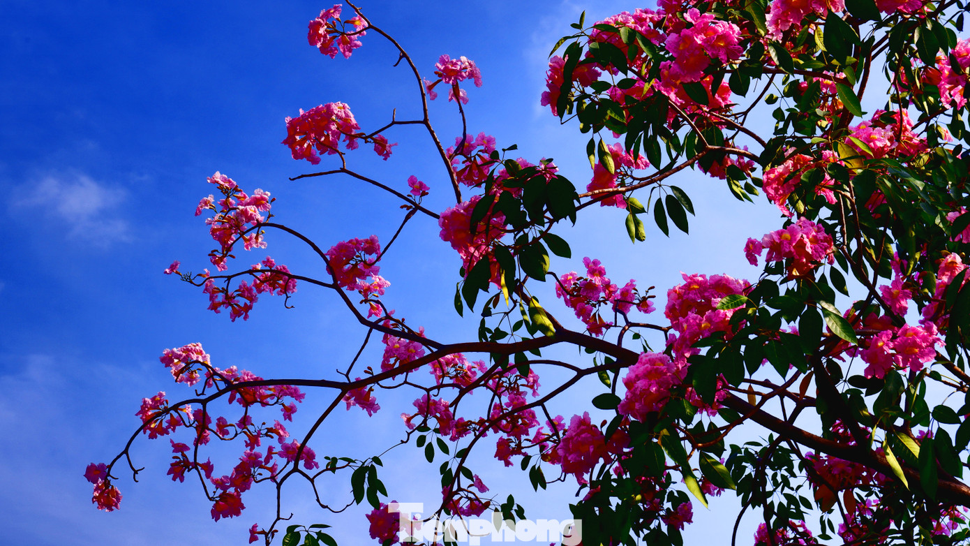 Sắc hồng rực rỡ dưới nền trời xanh, mây trắng.