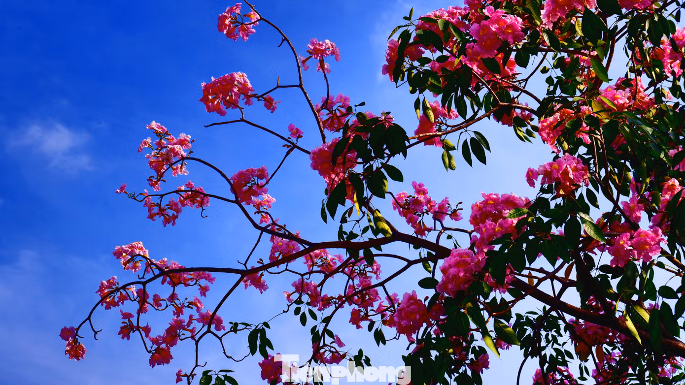 Sắc hồng rực rỡ dưới nền trời xanh, mây trắng.