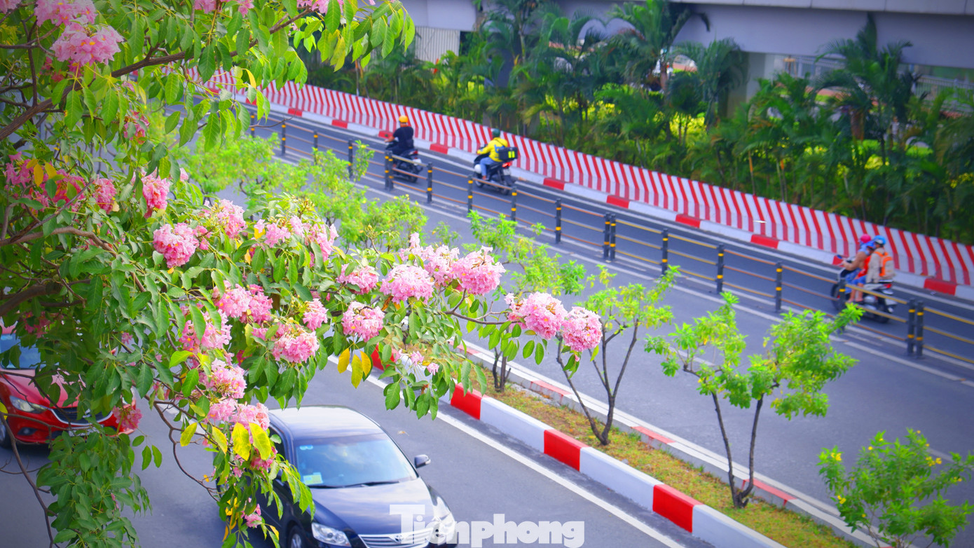 Theo ghi nhận của PV, trên một số tuyến đường như Võ Văn Kiệt, Hàm Nghi (quận 1), Điện Biên Phủ (quận Bình Thạnh), Tố Hữu (khu đô thị Thủ Thiêm, TP. Thủ Đức), nhiều cây hoa kèn hồng đã nở hoa rực rỡ.