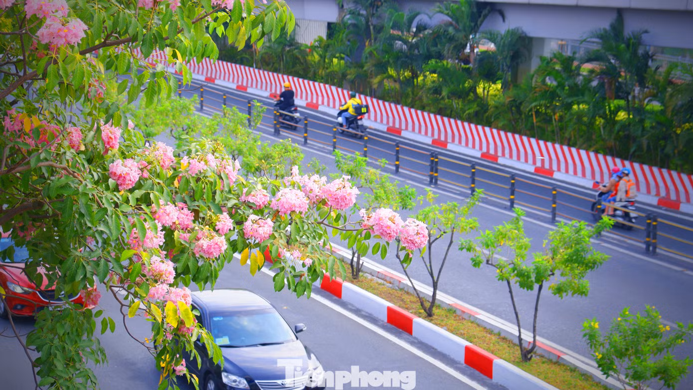 Theo ghi nhận của PV, trên một số tuyến đường như Võ Văn Kiệt, Hàm Nghi (quận 1), Điện Biên Phủ (quận Bình Thạnh), Tố Hữu (khu đô thị Thủ Thiêm, TP. Thủ Đức), nhiều cây hoa kèn hồng đã nở hoa rực rỡ.