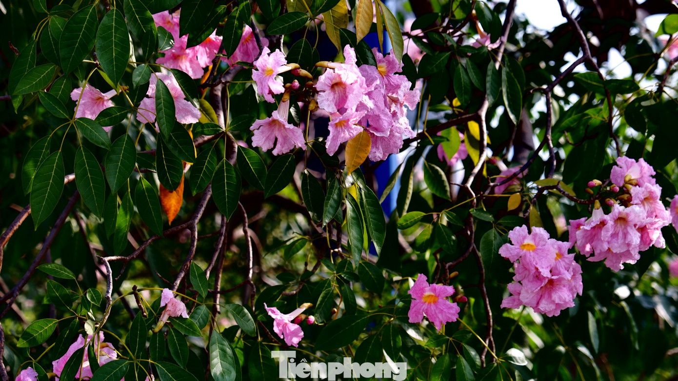 Hoa kèn hồng thường nở hoa vào tháng 2 đến tháng 6 hằng năm và có màu sắc tựa như hoa anh đào.