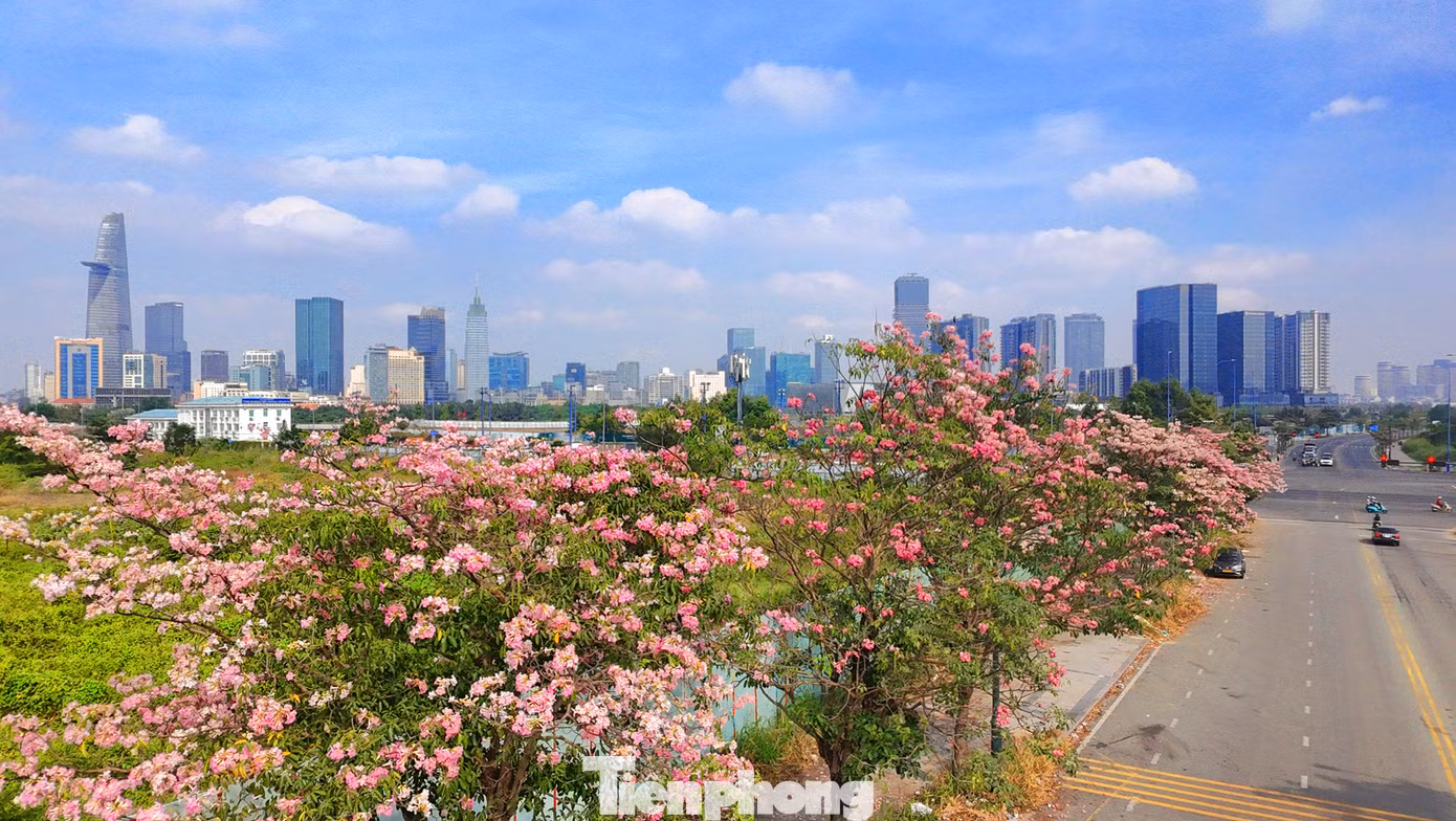 Ngoài TPHCM, hiện nay một số tỉnh, thành Nam Bộ cũng đã trồng hoa kèn hồng. Hồi đầu tháng 3 vừa qua, lãnh đạo UBND huyện Châu Thành, tỉnh Sóc Trăng cho biết địa phương đang phối hợp với Sở Văn hóa, Thể thao và Du lịch tỉnh để tổ chức Tuần lễ hoa kèn hồng lần thứ nhất, năm 2025. Lễ hội dự kiến sẽ diễn ra từ ngày 15-19/3 nhằm quảng bá hình ảnh hoa kèn hồng - một điểm nhấn cảnh quan đặc trưng của huyện Châu Thành, đồng thời khai thác tiềm năng du lịch địa phương...