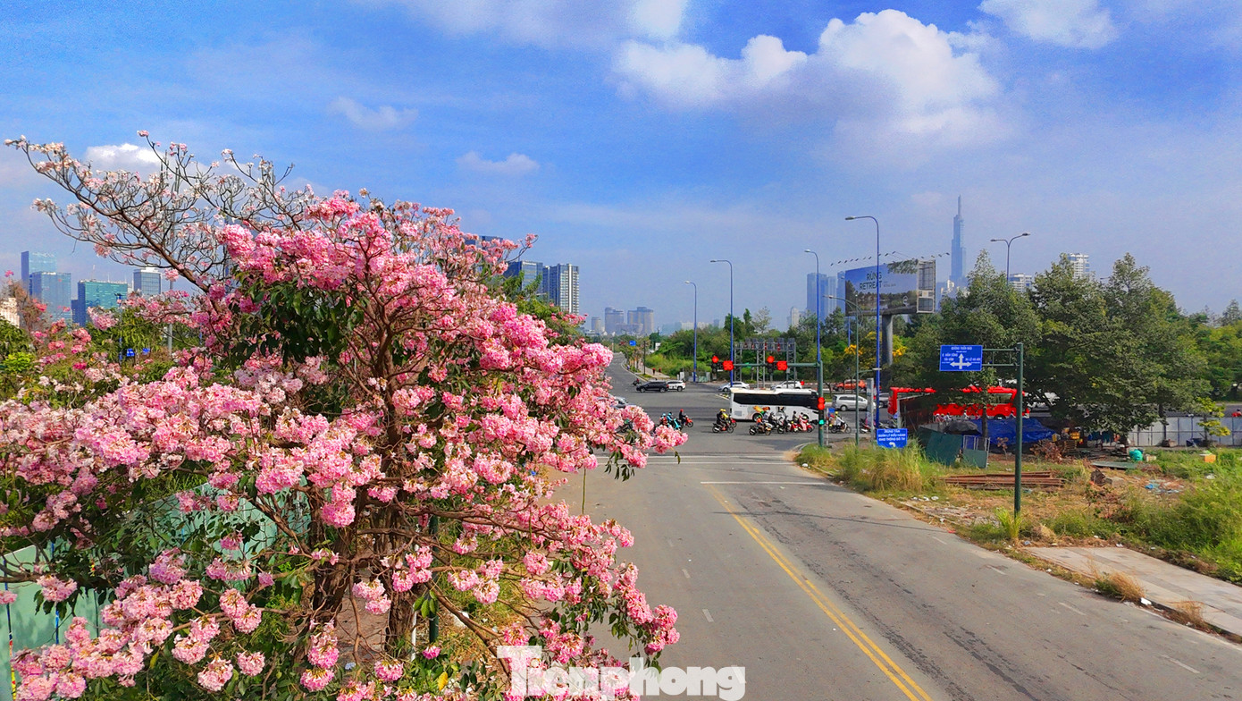 Một góc đường Tố Hữu (khu đô thị Thủ Thiêm, TP. Thủ Đức) rực rỡ với màu sắc của hoa kèn hồng.