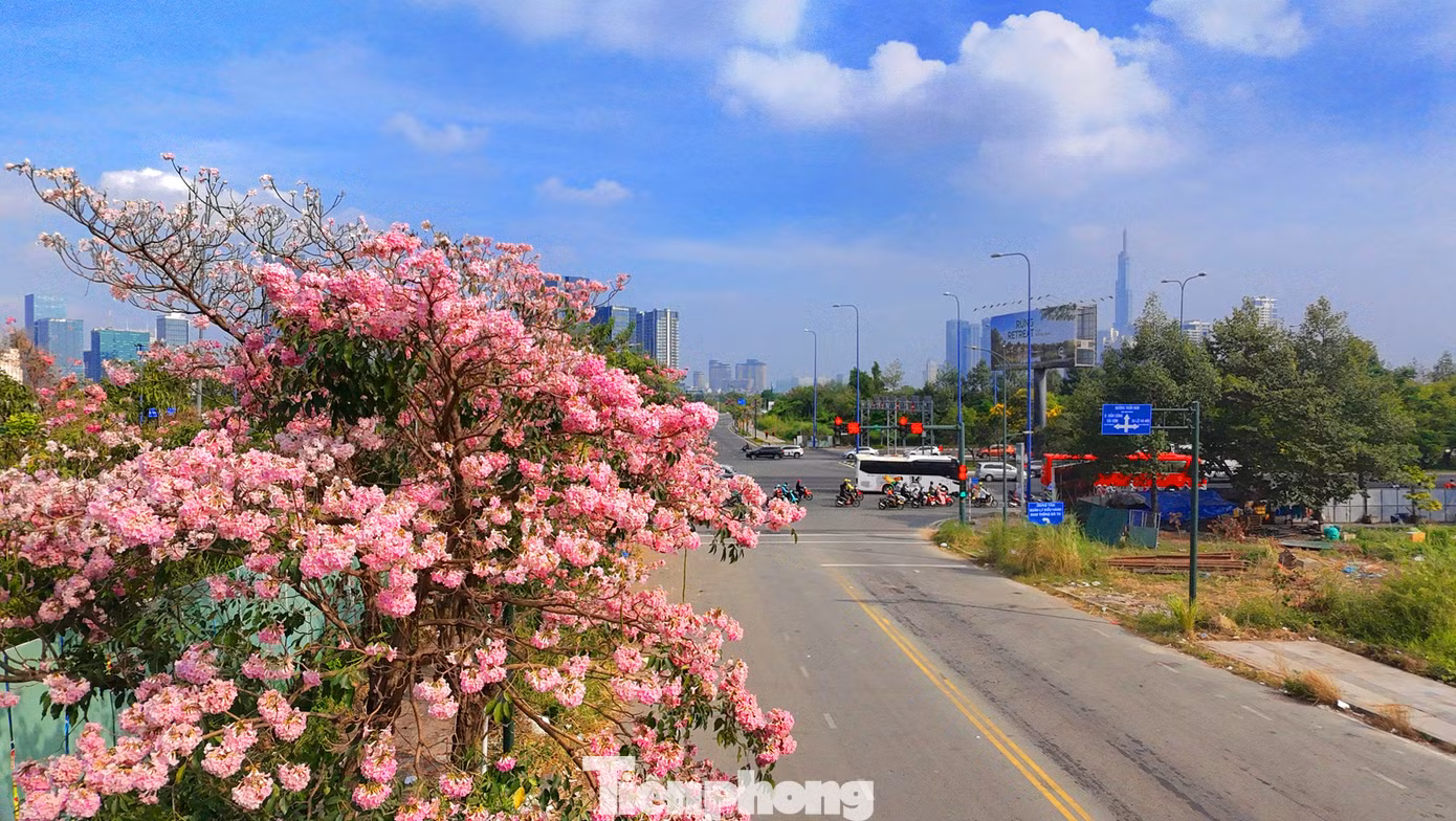 Một góc đường Tố Hữu (khu đô thị Thủ Thiêm, TP. Thủ Đức) rực rỡ với màu sắc của hoa kèn hồng.