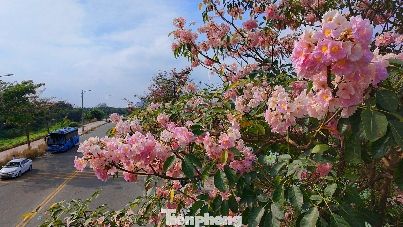 Một góc đường Tố Hữu (khu đô thị Thủ Thiêm, TP. Thủ Đức) rực rỡ với màu sắc của hoa kèn hồng.