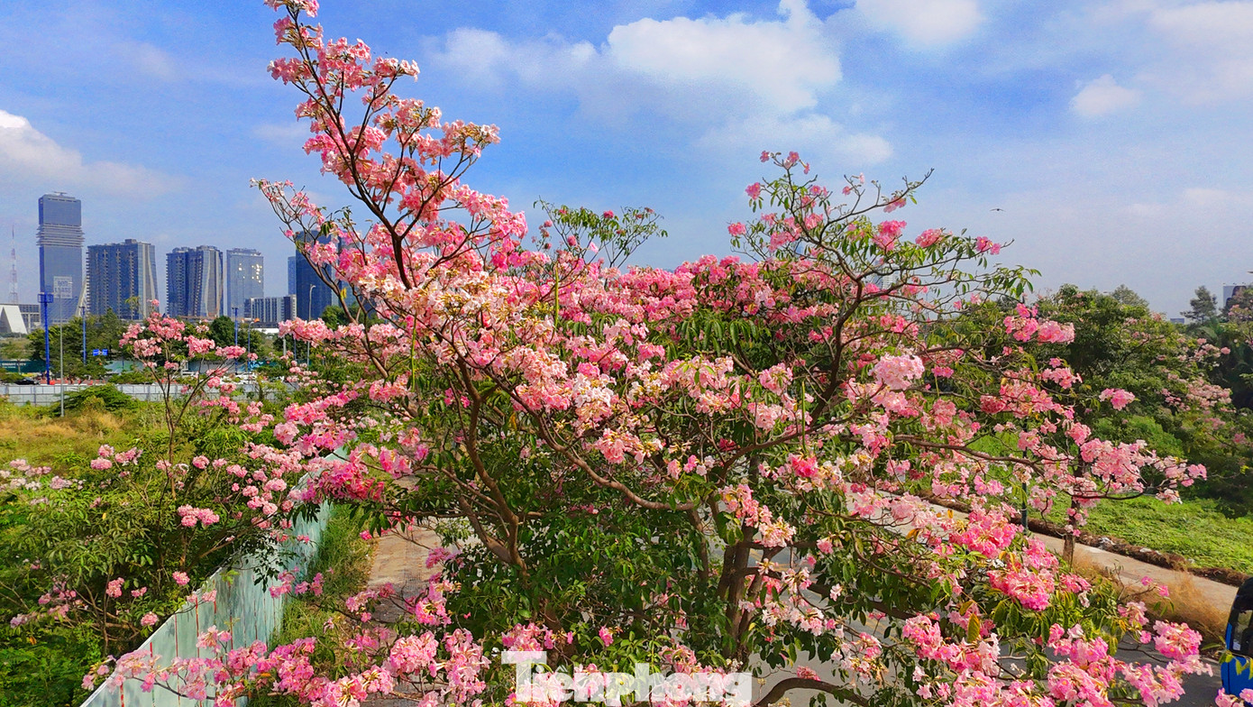 Một góc đường Tố Hữu (khu đô thị Thủ Thiêm, TP. Thủ Đức) rực rỡ với màu sắc của hoa kèn hồng.