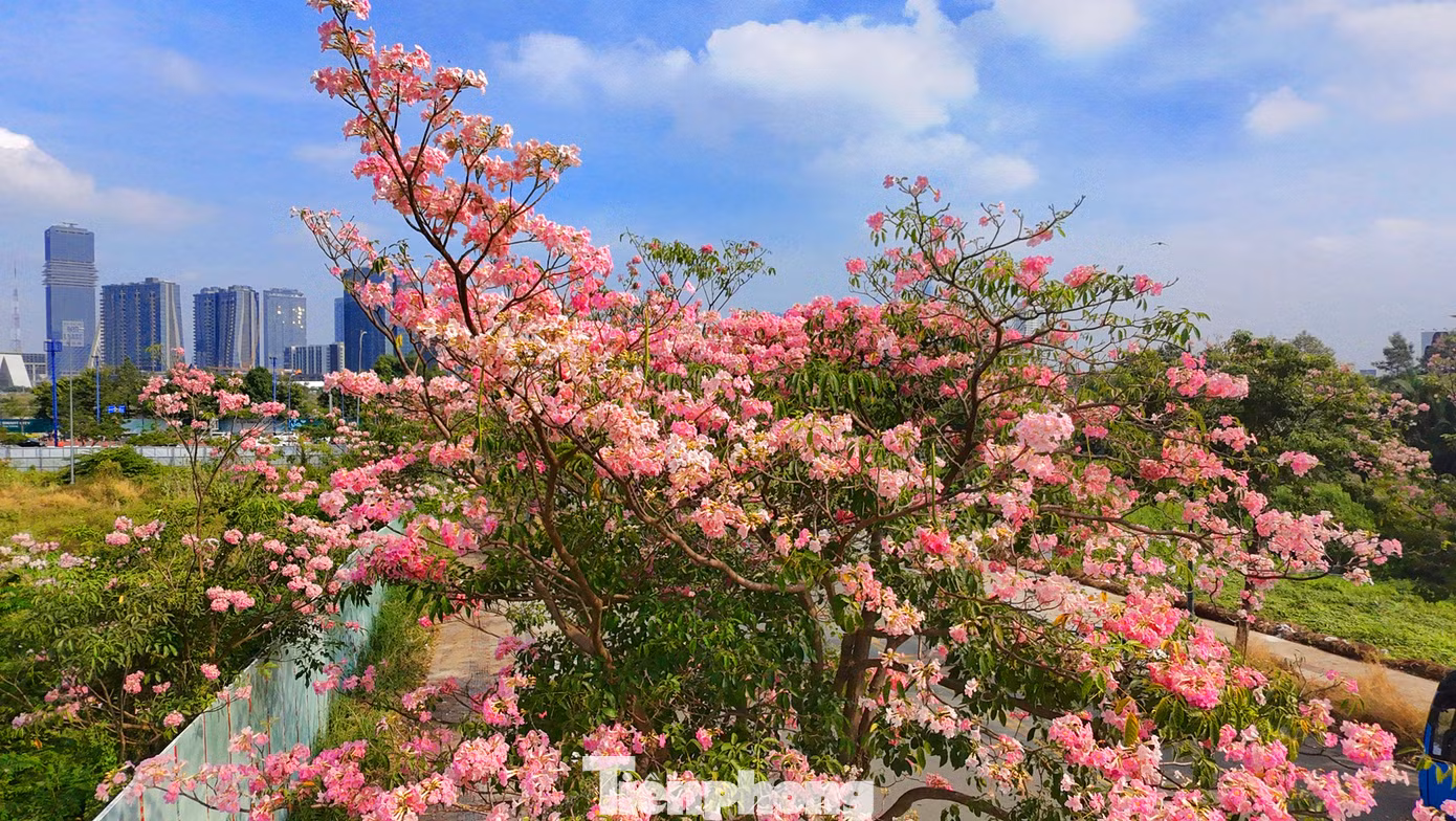 Một góc đường Tố Hữu (khu đô thị Thủ Thiêm, TP. Thủ Đức) rực rỡ với màu sắc của hoa kèn hồng.