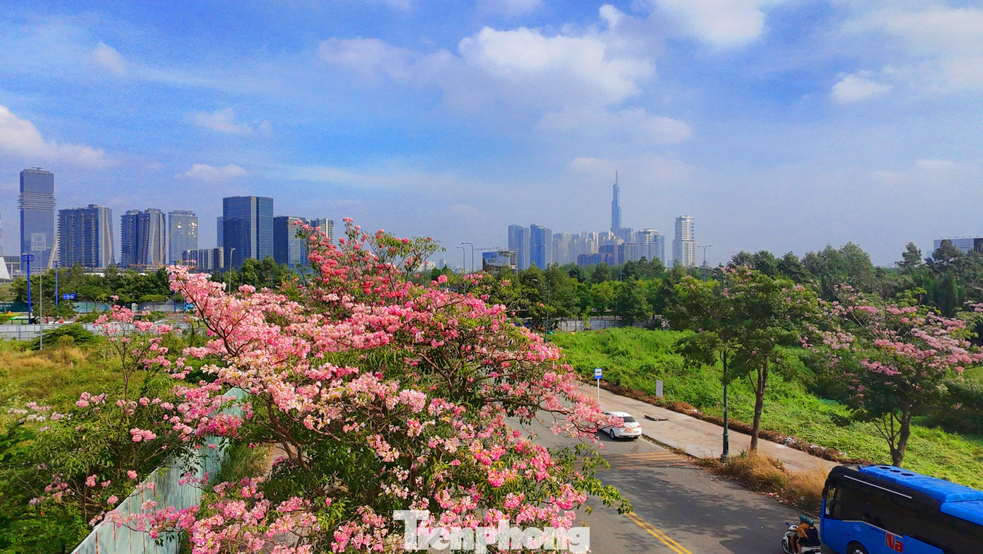 Một góc đường Tố Hữu (khu đô thị Thủ Thiêm, TP. Thủ Đức) rực rỡ với màu sắc của hoa kèn hồng.