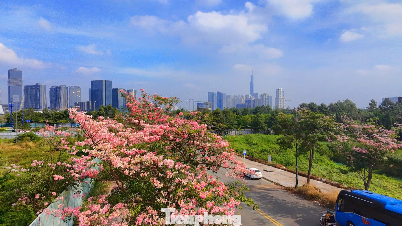 Một góc đường Tố Hữu (khu đô thị Thủ Thiêm, TP. Thủ Đức) rực rỡ với màu sắc của hoa kèn hồng.