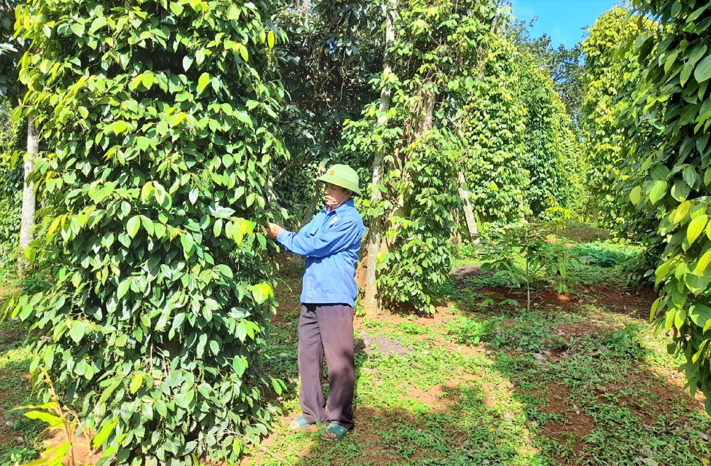 Vườn tiêu của ông Liền xanh tốt quanh năm