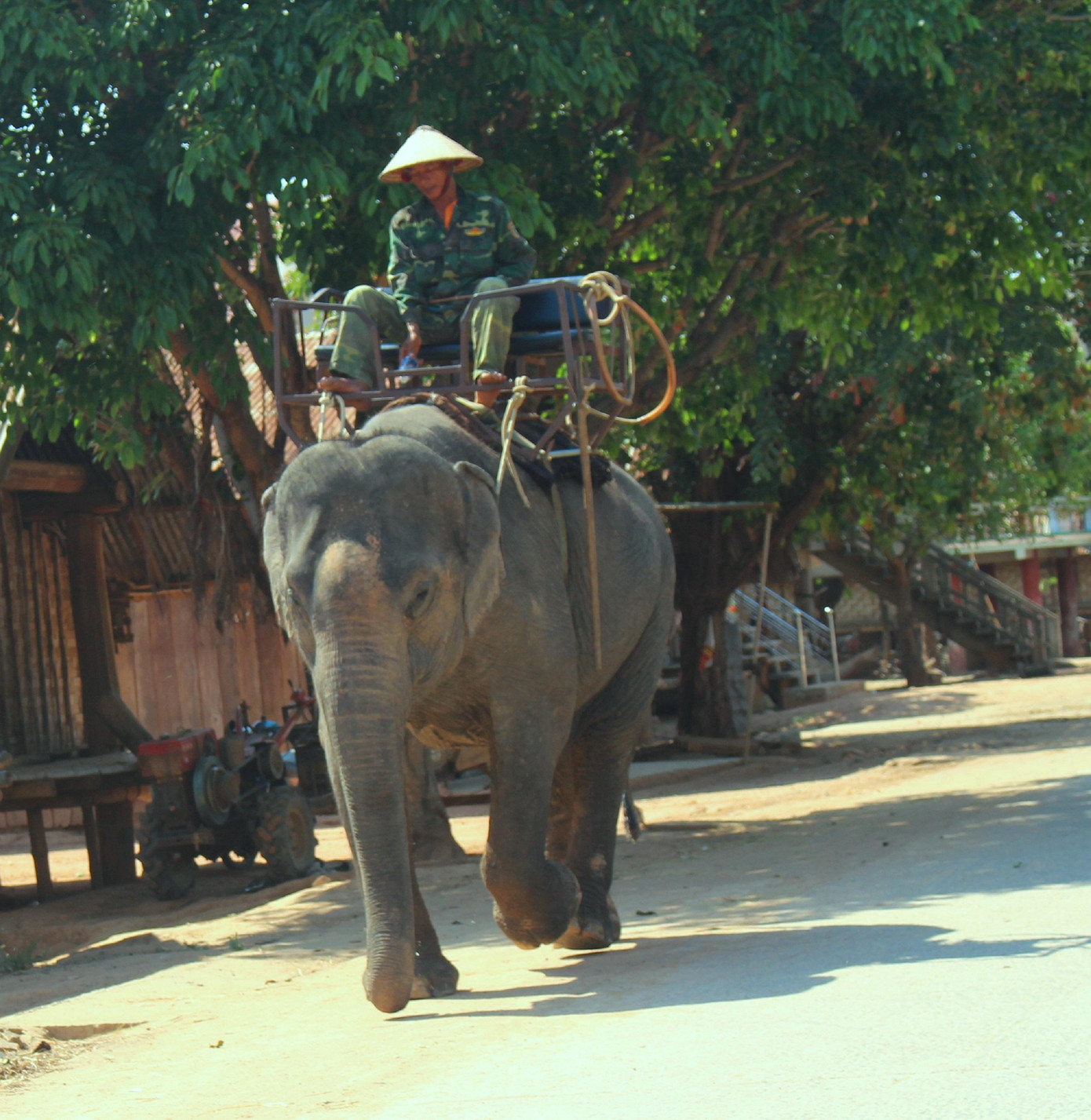 Voi là người bạn thân thiết của đồng bào Tây Nguyên Voi là người bạn thân thiết của đồng bào Tây Nguyên