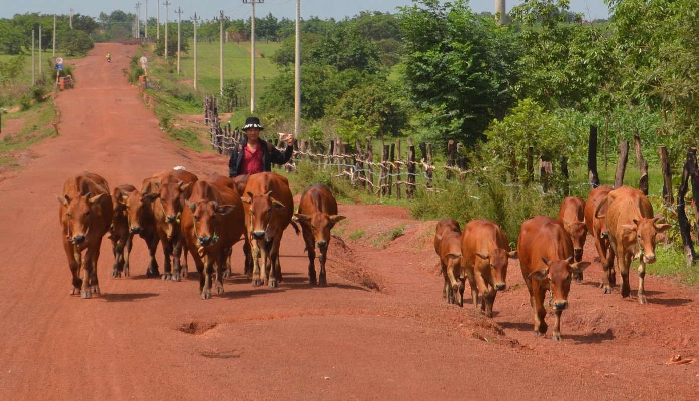 Nghề chăn bò thuê và nhặt phân giúp người dân có thêm thu nhập