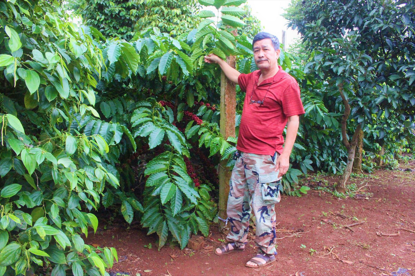 Ông Khê bên vườn trồng cà phê ứng dụng công nghệ tưới nước tiết kiệm