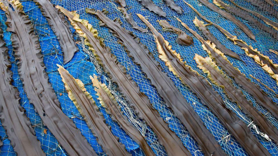 Những dải tảo kombu được phơi khô