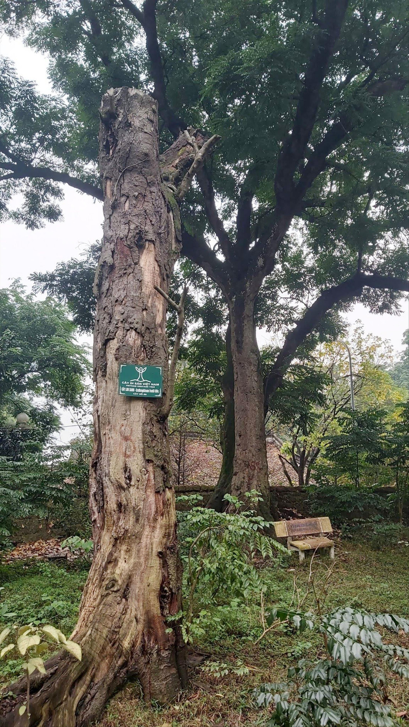 Cây lim di sản bị chết tại đền Và. Ảnh: Kiến Nghĩa