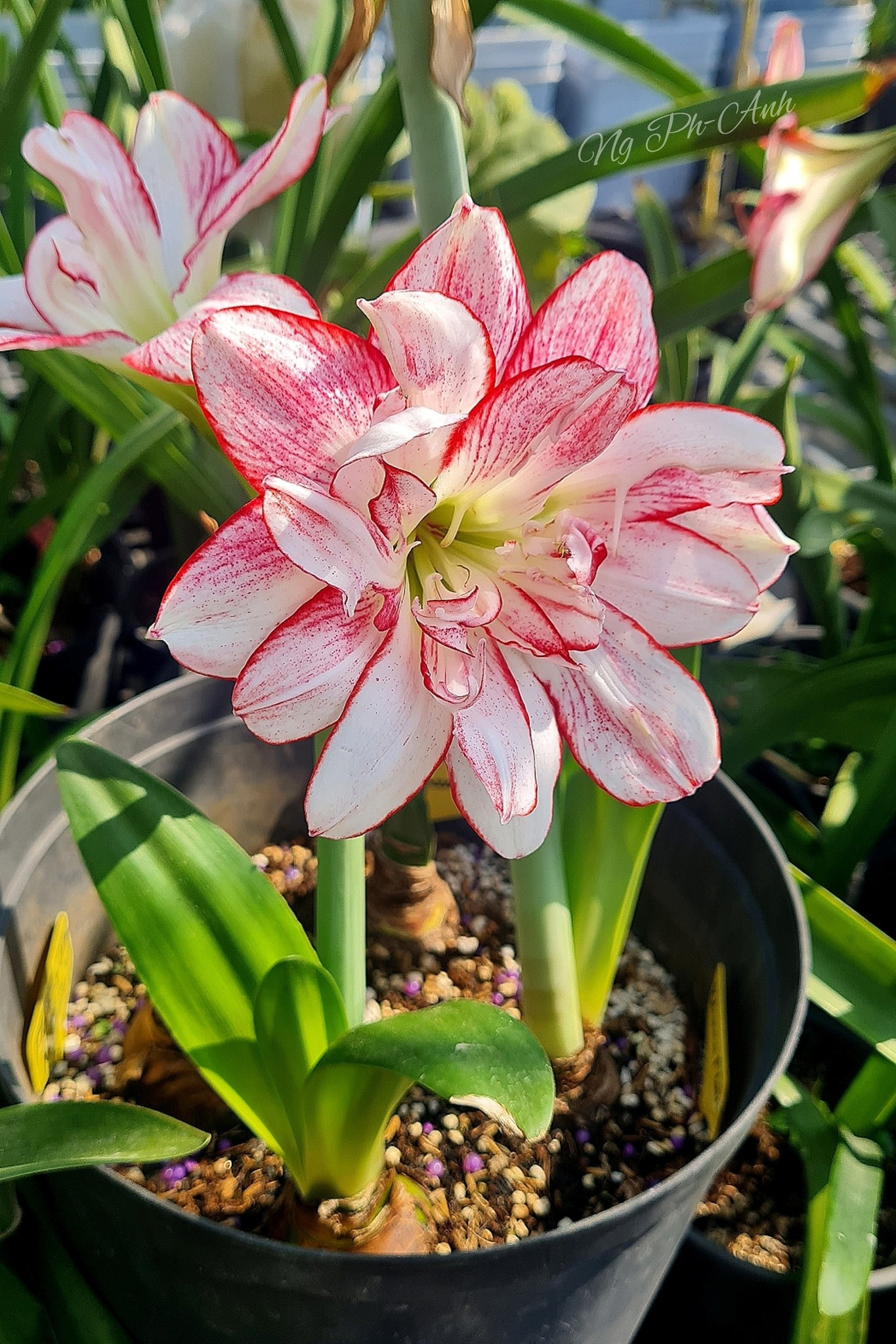 Khu vườn sân thượng quanh năm rực rỡ sắc hoa