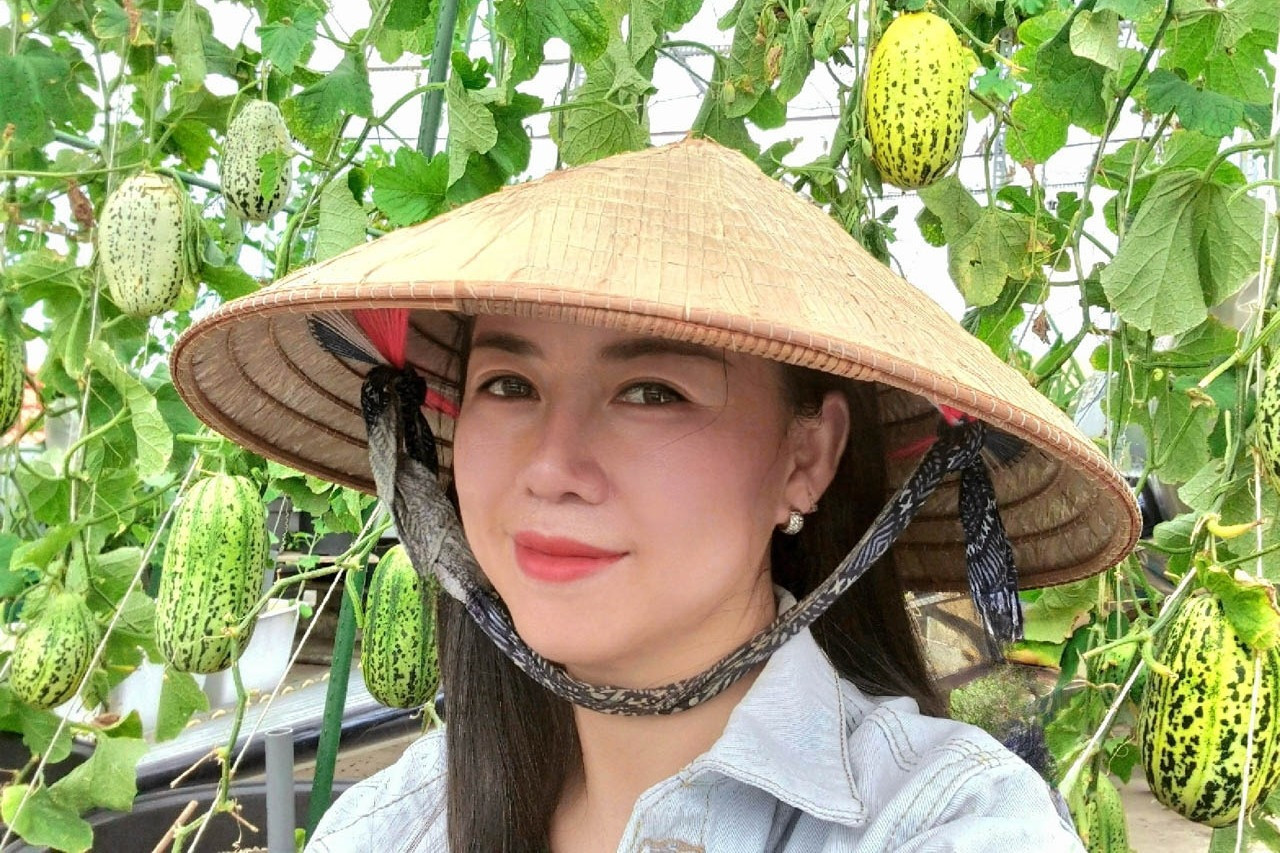 Mỗi mùa hè, khu vườn bội thu dưa lưới