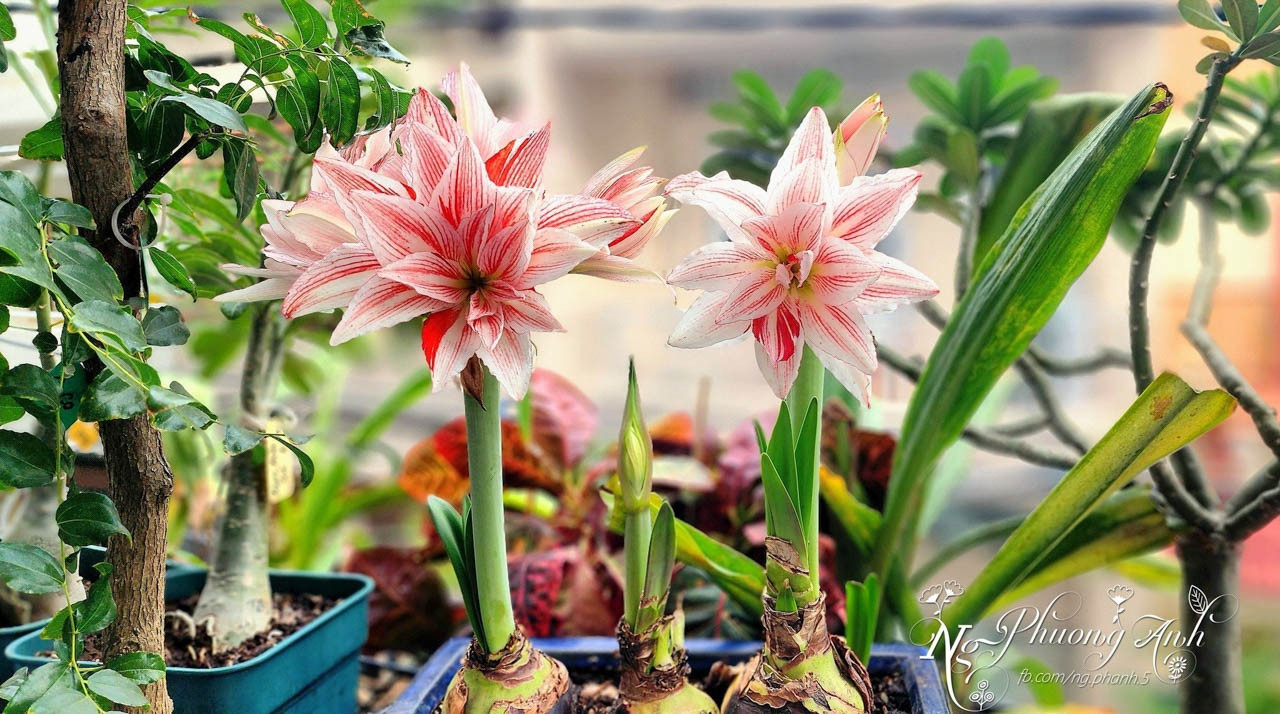 Những chậu huệ tây khoe sắc trên sân thượng, ban công nhà chị Phương Anh