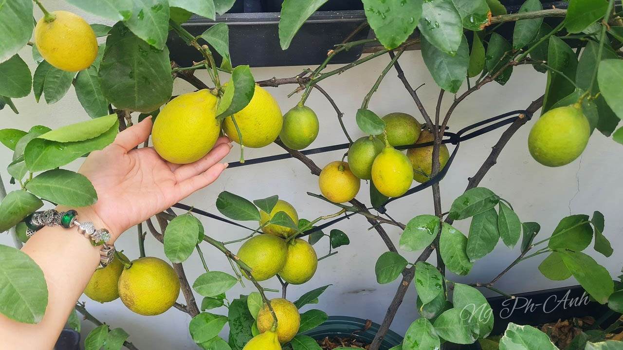 Cây chanh sai trĩu trái
