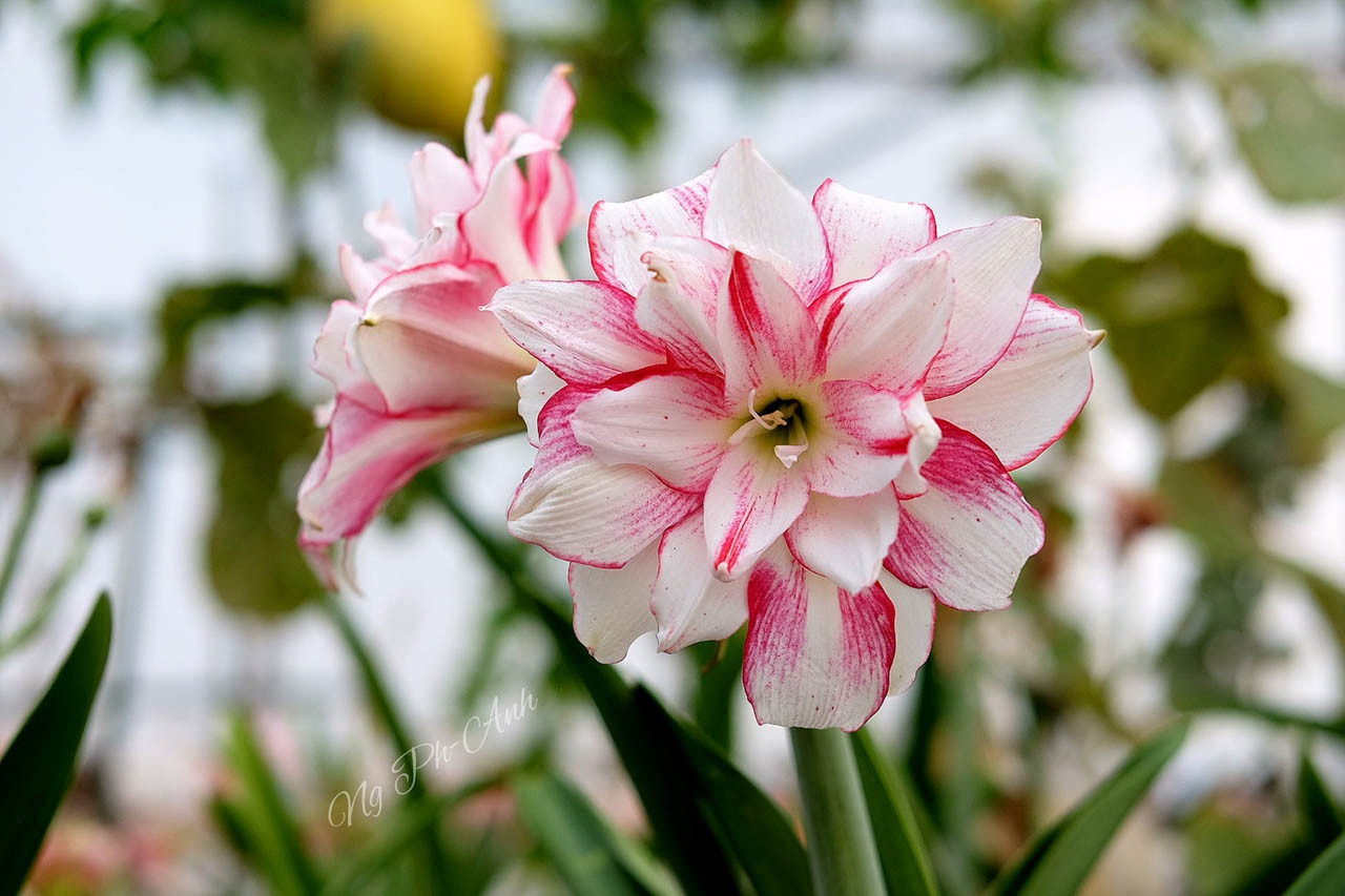 Những chậu huệ tây khoe sắc trên sân thượng, ban công nhà chị Phương Anh