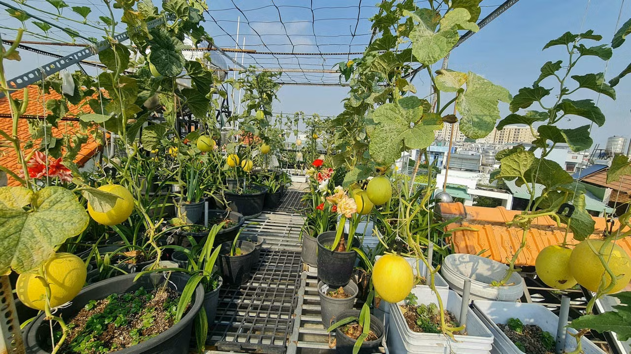 Hoa khoe sắc, trái lúc lỉu trên sân thượng