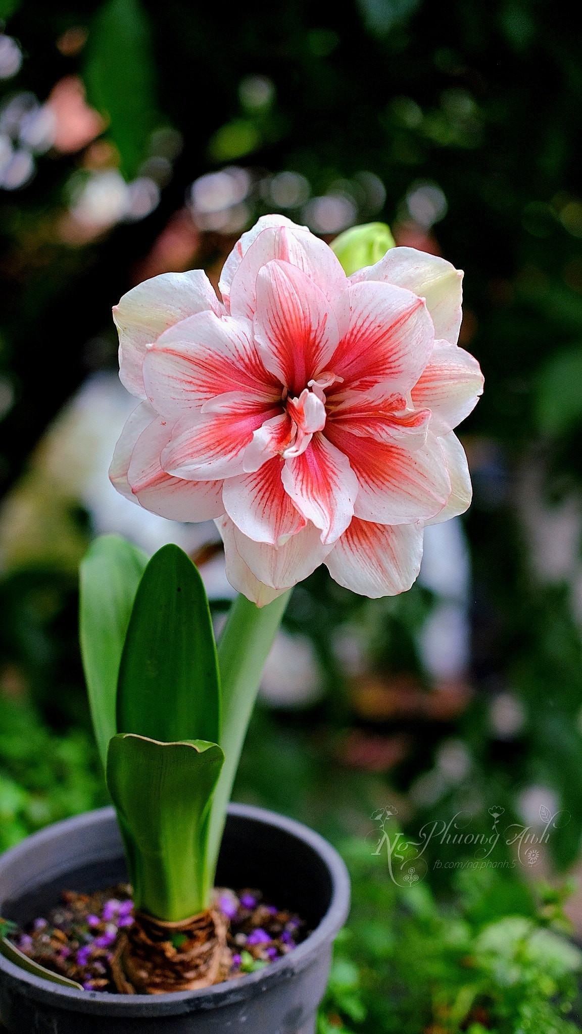 Khu vườn sân thượng quanh năm rực rỡ sắc hoa