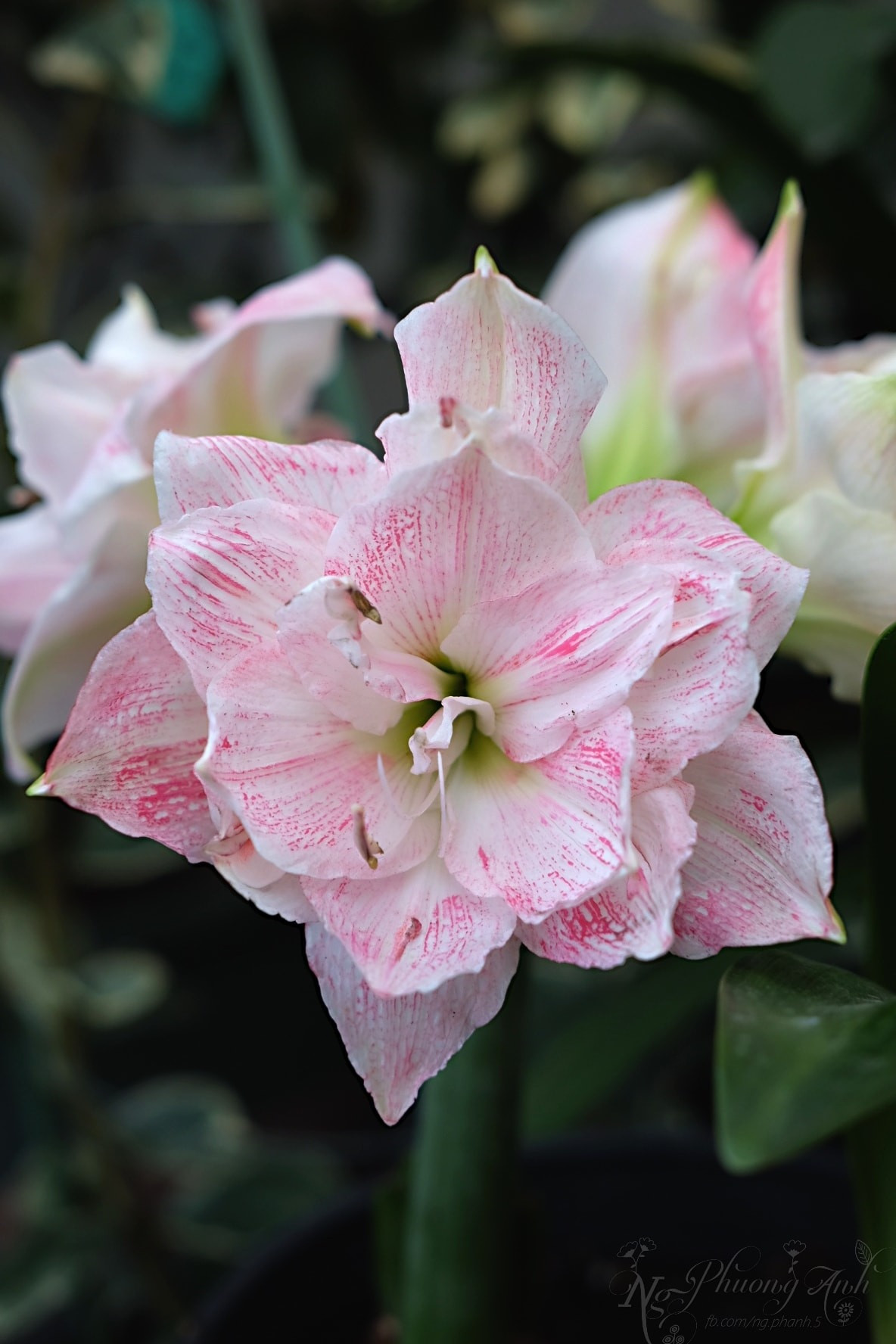 Khu vườn sân thượng quanh năm rực rỡ sắc hoa