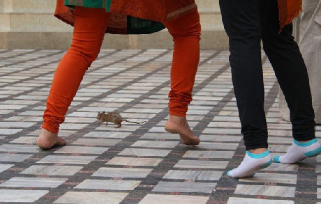 Du khách khi vào đền phải bỏ giày dép ở ngoài và tránh không được dẫm chân lên những con chuột