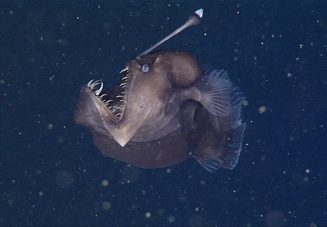 Anglerfish có hàm răng dài như kim, chúng dùng để tóm con mồi. (Ảnh:MBARI)