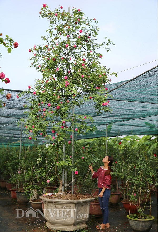 Hồng cổ Sapa có giá hàng trăm triệu đồng 'hút' khách chưng Tết 2019 ảnh 2