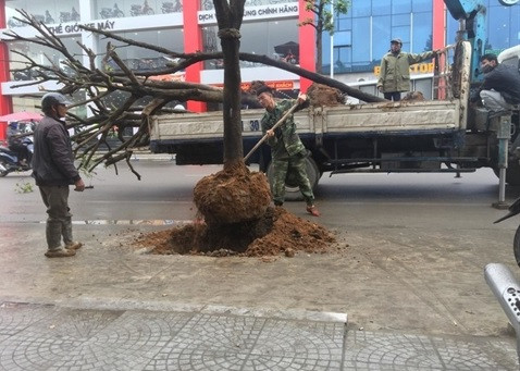 Dự án trăm tỷ trồng cây giữa đường: Lý giải sự lạ ảnh 1