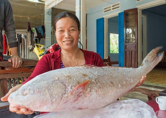 Cá sủ vàng tiền tỷ của ngư dân rao bán mỗi ngày thêm đậm màu đồng ảnh 1