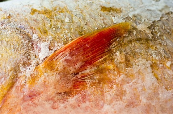 Cá sủ vàng tiền tỷ của ngư dân rao bán mỗi ngày thêm đậm màu đồng ảnh 2