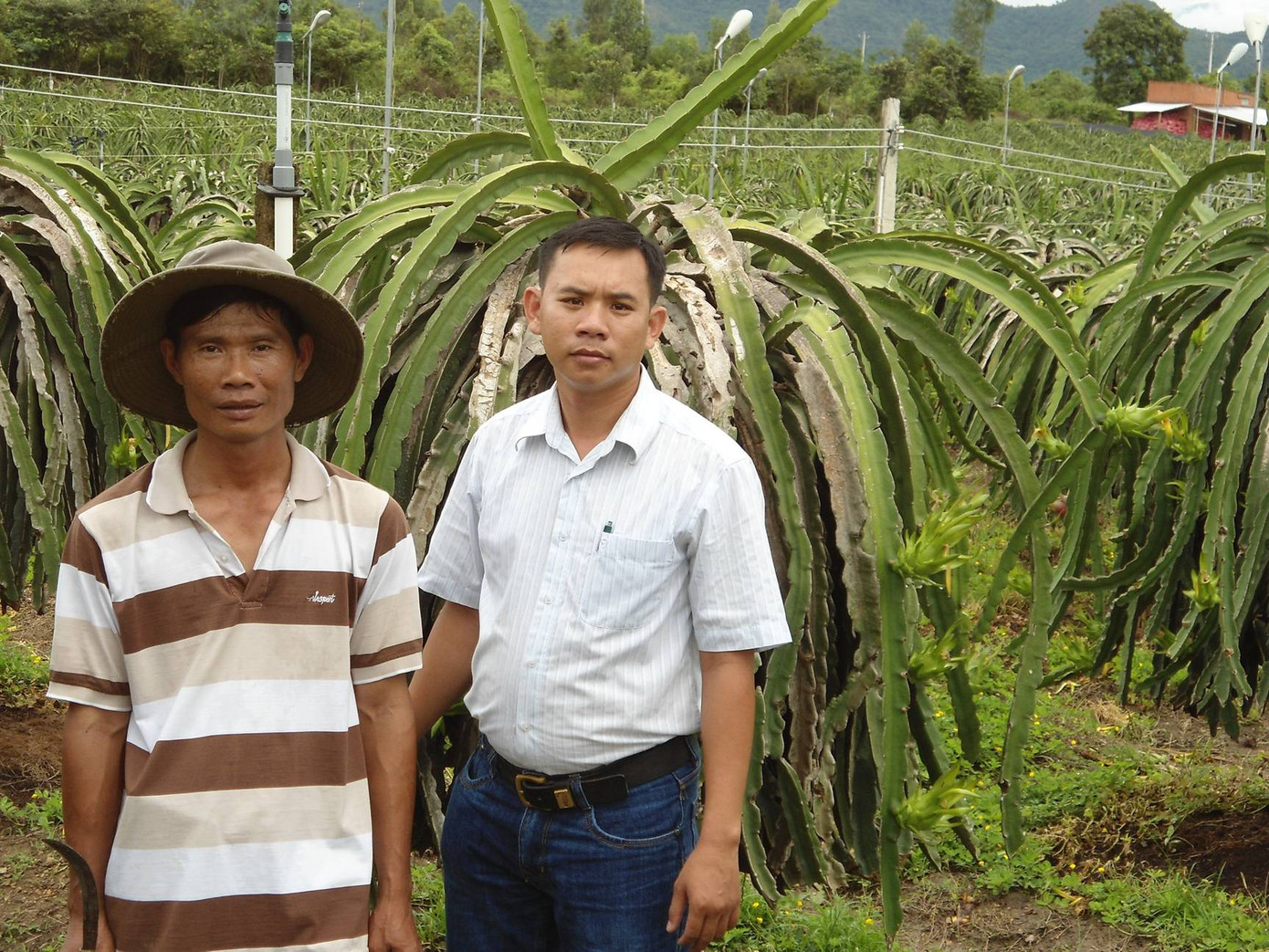 Anh Nguyễn Qúy Thông (phải) và ông Lê Nguyên Phương, một chủ vườn thanh long tại huyện Bắc Bình (Bình Thuận). Nguyễn Qúy Thông (phải) và ông Nguyễn Hữu Nghĩa trong khu vườn trồng thanh long sử dụng đèn cao áp của ông Nghĩa