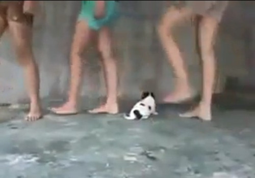 Cả ba người lần lượt đá và dẫm lên chú chó....