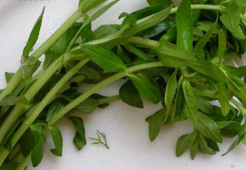 Rau ngổ. Ảnh: Internet Rau ngổ