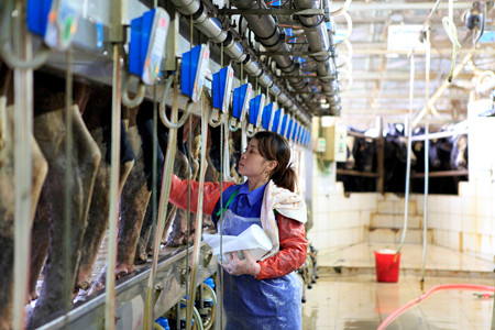 Thực hiện quy trình vắt sữa 